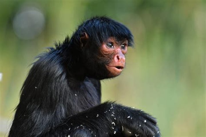 15 Interesting Facts About Black Spider Monkey (Ateles paniscus)