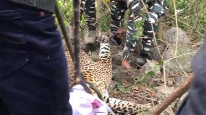 64 People Charged For Killing Leopard, Hitting Forest Officials In UP's Bahraich