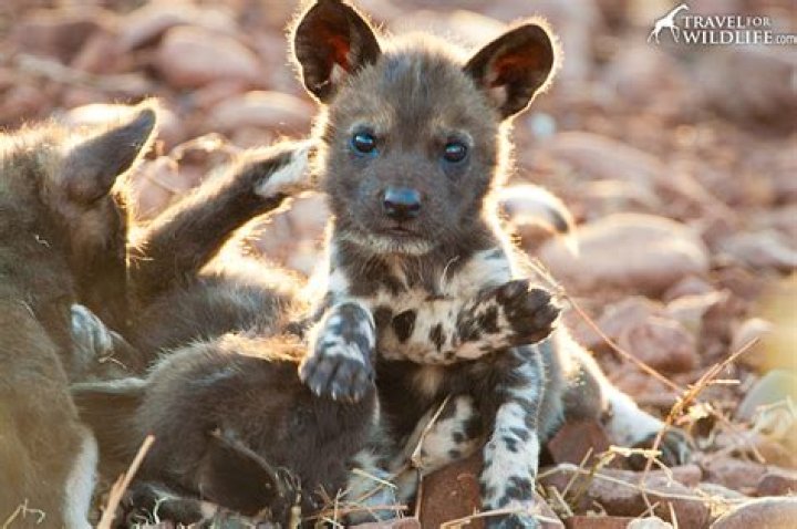 African Painted Dog Puppy Archives