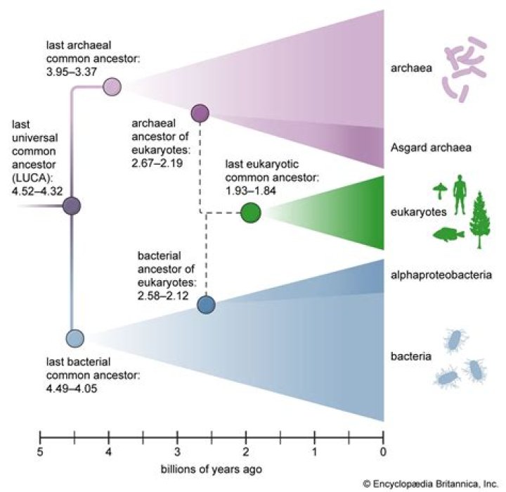ancestor Archives - 247 News Around The World