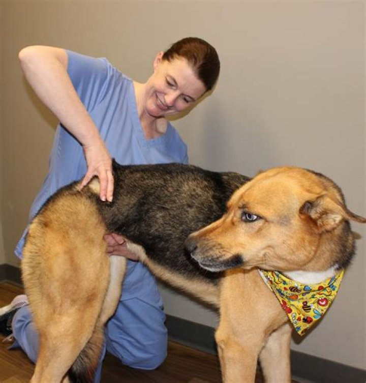 Animal Chiropractors Are a Thing—This Is When to Take Your Pet to One 