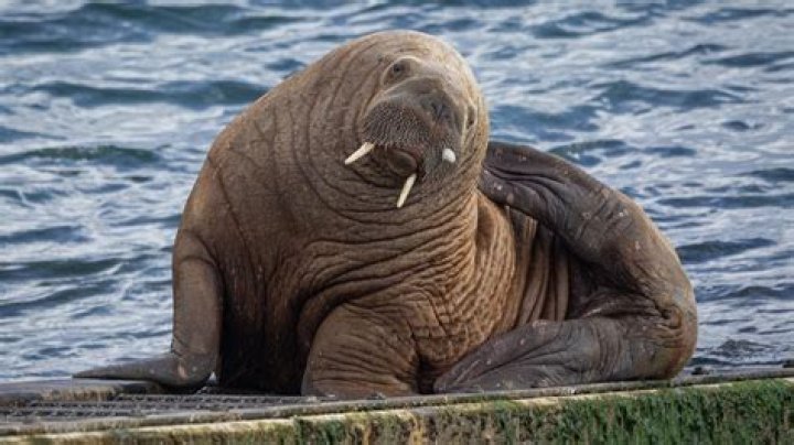 Animals That Made Headlines Overnight