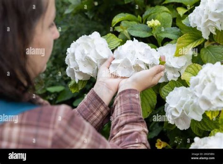 armfuls Archives - 247 News Around The World