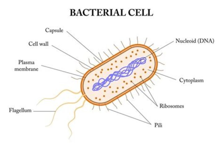 Bacteria Archives - 247 News Around The World