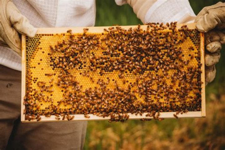 beekeeping Archives - 247 News Around The World
