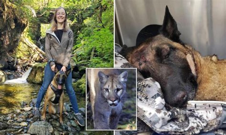 Belgian malinois save her owner from mountain lion attack that left the pet with fractured skull 