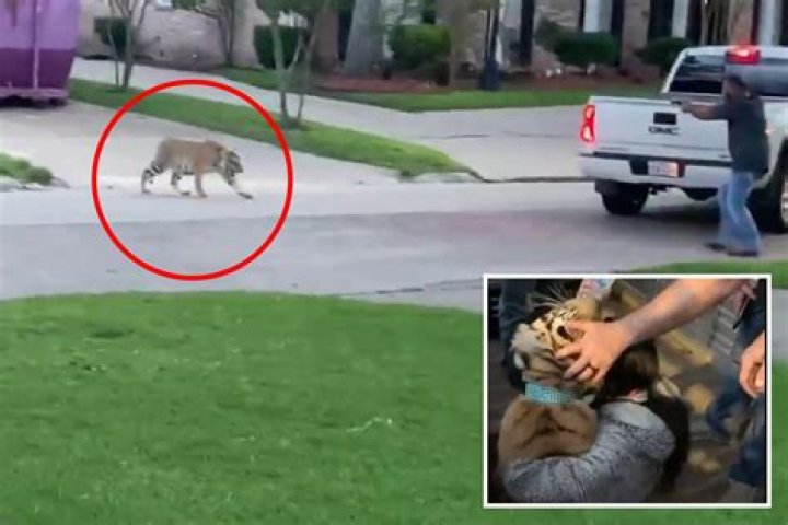 Bengal tiger spotted 'roaming around neighborhood with murder suspect' is CAUGHT after terrorizing locals for a week