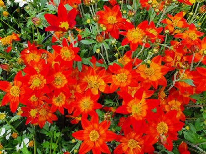 Bidens Archives - 247 News Around The World