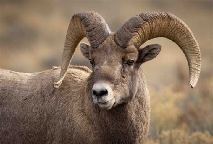 Bighorn Archives - 247 News Around The World