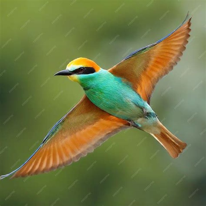 Bird Archives - 247 News Around The World