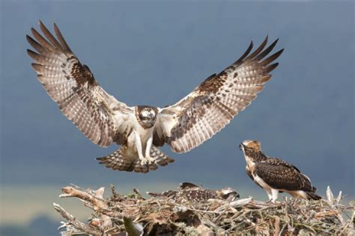 Birds of Prey Archives - 247 News Around The World