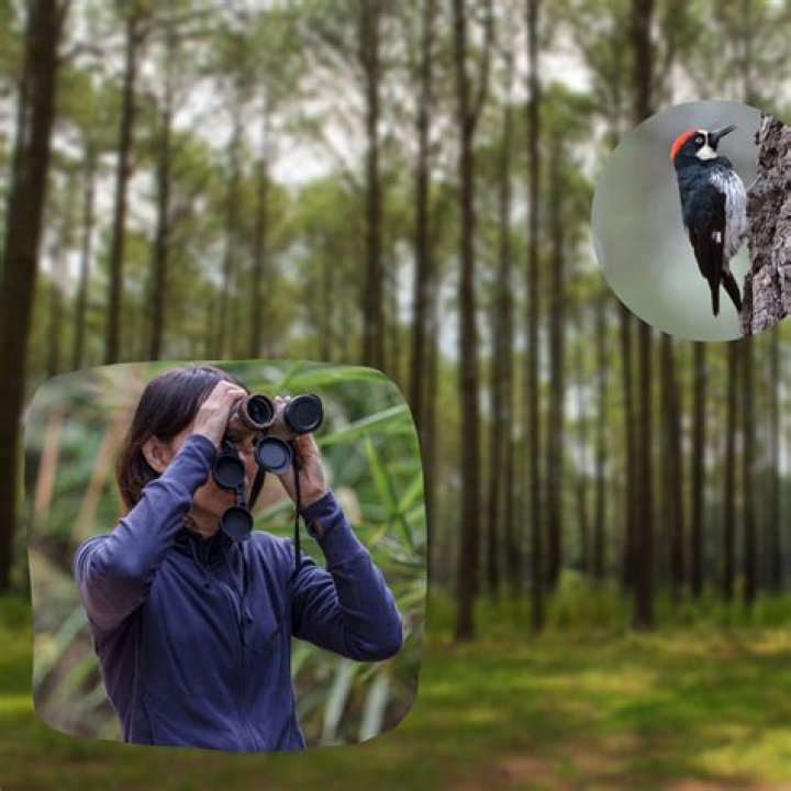 Birdwatching Archives - 247 News Around The World