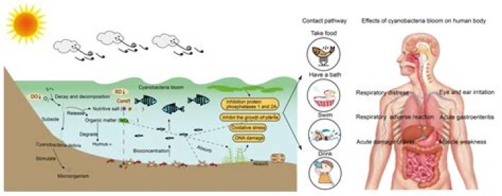 bodies to remove toxins out Archives