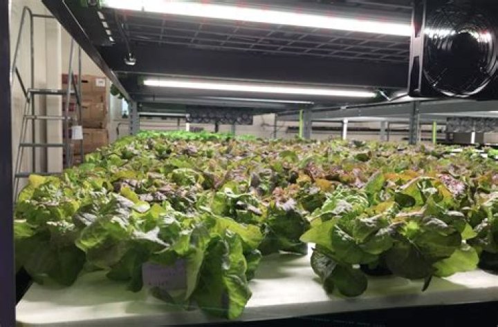 Bruce Randolph School opens hydroponic farm