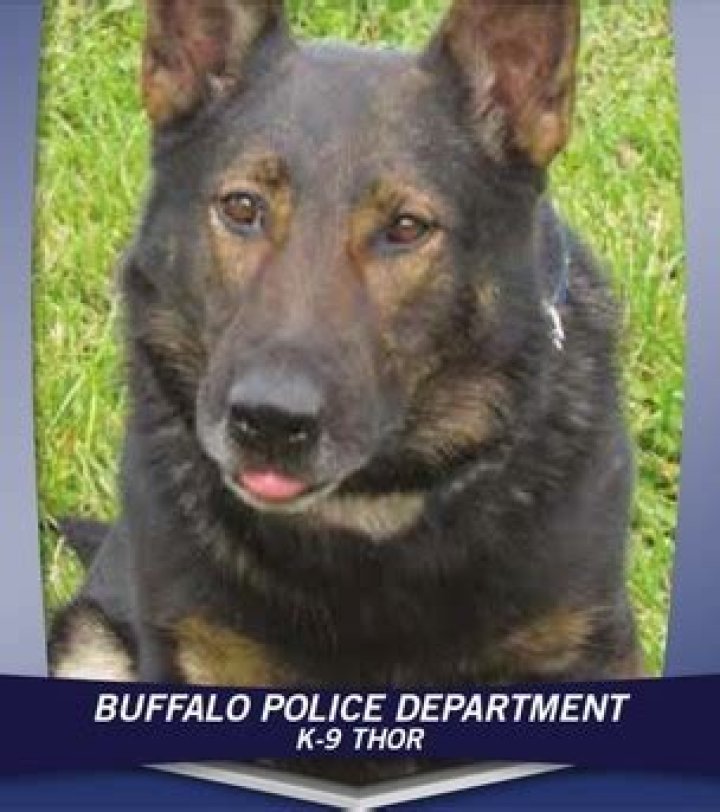 buffalo police k9 Archives - 247 News Around The World