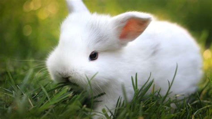 Bunny Archives - 247 News Around The World