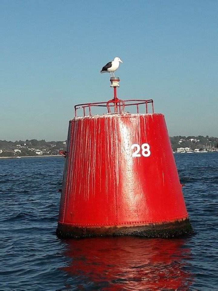 buoyed Archives - 247 News Around The World