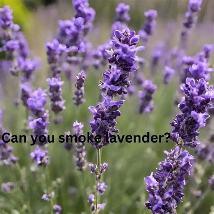 Can You Smoke Lavender? | Credihealth