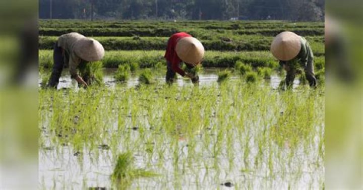 China plans cloud seeding to protect grain crop amid drought