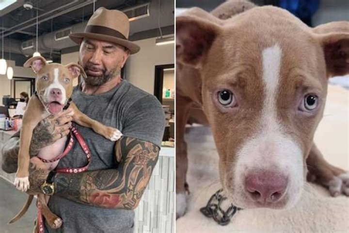 Dave Bautista adopts horribly abused puppy, offers 5K to find culprit