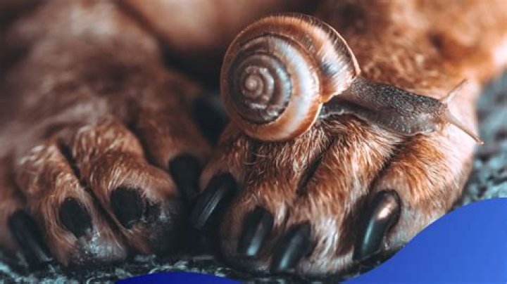 Do Dogs Get Poisoned by Metaldehyde? Meaning And Solutions For Snail Bait On TikTok