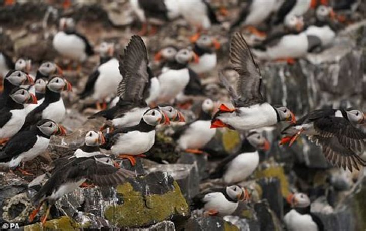 Flu outbreak forces National Trust to ban visitors from Farne Islands after staff found dead birds 