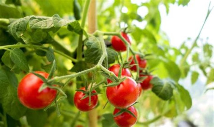 Gardeners share how to revive wilted tomato plants so they ‘bounce back instantly’