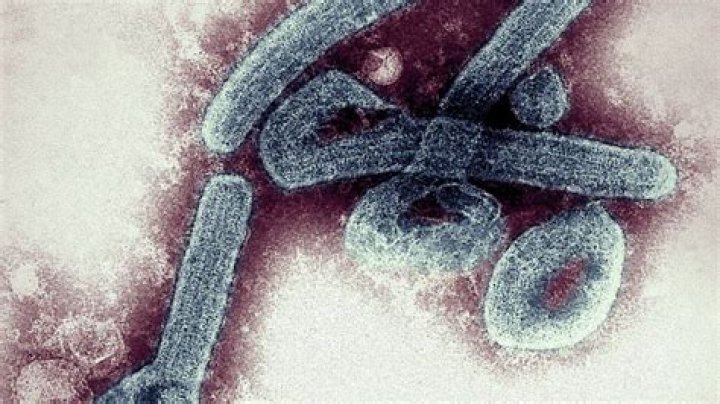 Ghana reports first cases of deadly Ebola-like Marburg virus | Infectious diseases