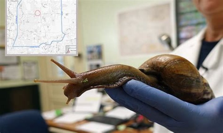 Giant snails that can grow as big as RATS put Florida town into quarantine