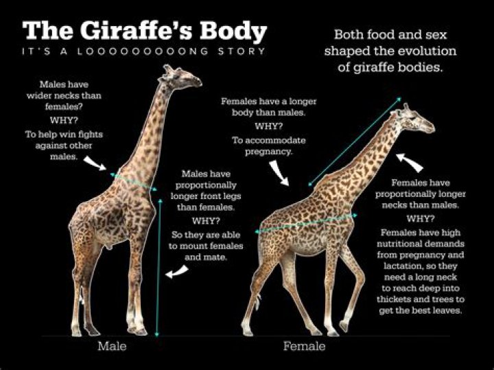 ‘Grandmother’ research into giraffes reveals their higher level of intelligence