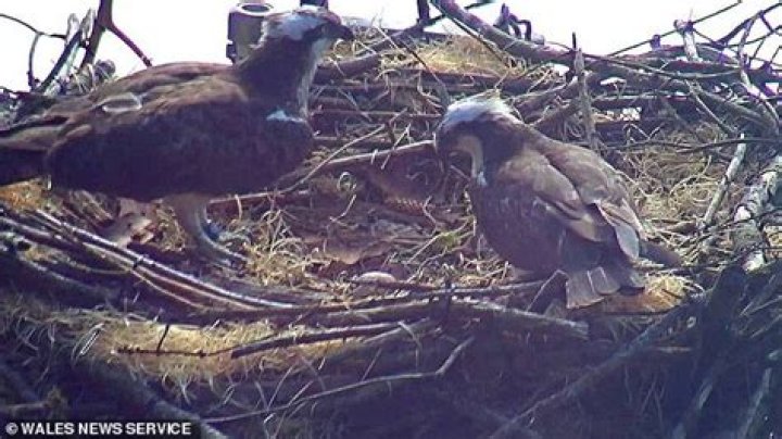 Heartless yobs chop down osprey nest with a chainsaw - just one day after bird laid first egg