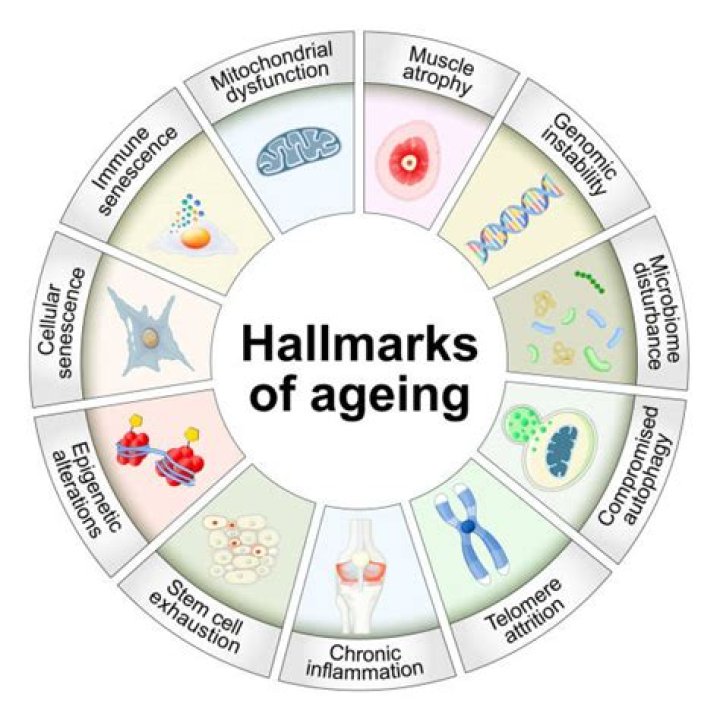 How to live longer: GlyNAC supplement shown to 'reverse ageing hallmarks' in humans