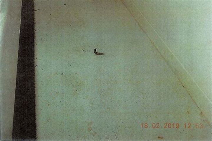 Inquiry hears claims of council bullying and doctoring of slug photo