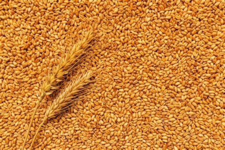 Is European Wheat More Tolerable than American Wheat? Debate Details