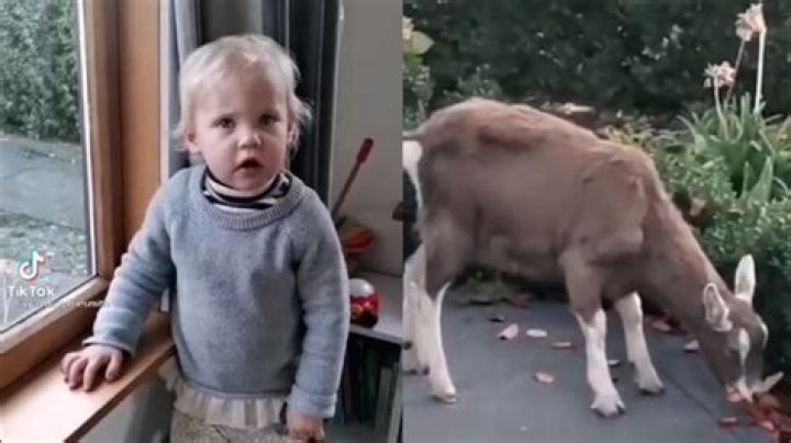 'It's a ****ing goat': Kiwi toddler goes viral with rude reaction