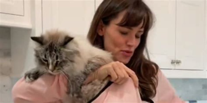 Jennifer Garner Stuffed Her Cat Moose In A Hoodie On Instagram & He Is Not Amused