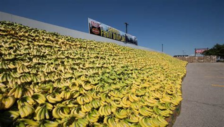Largest fruit display: Westmont Jewel Osco seeks for Guinness World Record with 70K pounds of bananas