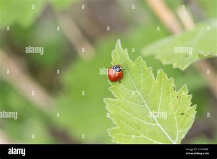 "Lilly the Spotless Ladybug" Archives