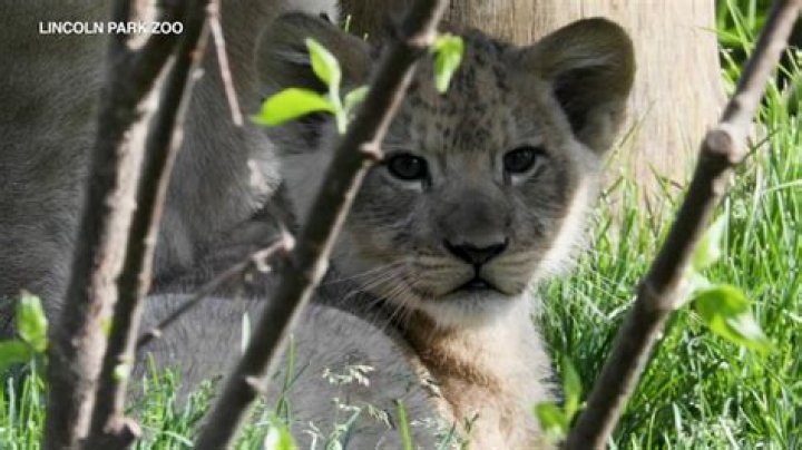 Lincoln Park Zoo Chicago new African lion cub 'Pilipili' makes debut Memorial Day weekend