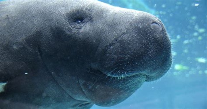 Marine mammals that inspired ancient mermaid tales are now 'functionally extinct' in China