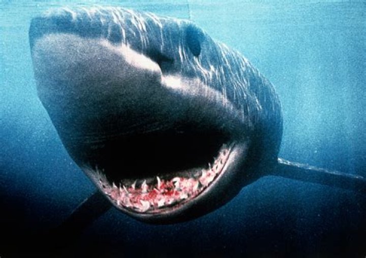 Megalodon sightings: When and where have the giant sharks been spotted?