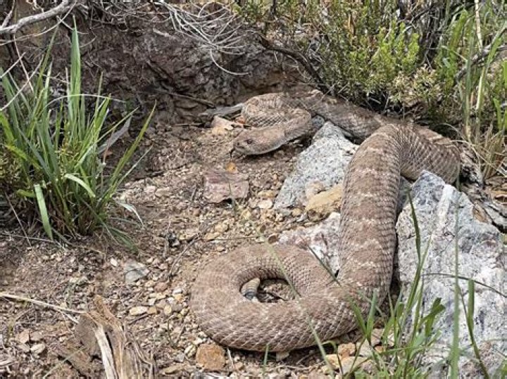 Nearly 100 rattlesnakes found living under Sonoma County, California home