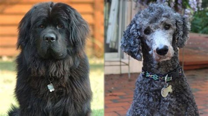 Newfoundland-poodle cross is so shaggy that he gets mistaken for Chewbacca