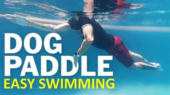Now THAT'S a doggy paddle! Gambit the Labrador dazzles with his swimming skills in viral video
