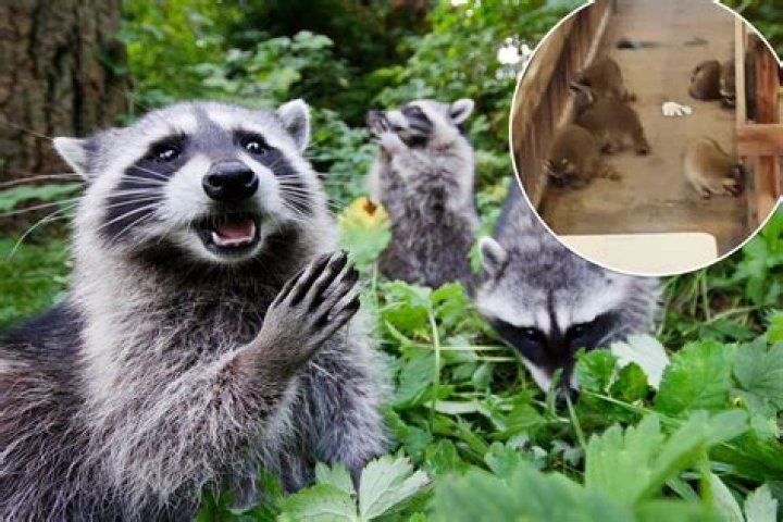 Raccoons terrorize Bronx NYPD tow pound