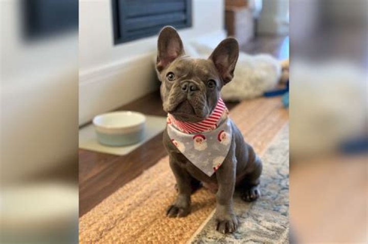 San Francisco woman beaten at gunpoint has puppy stolen