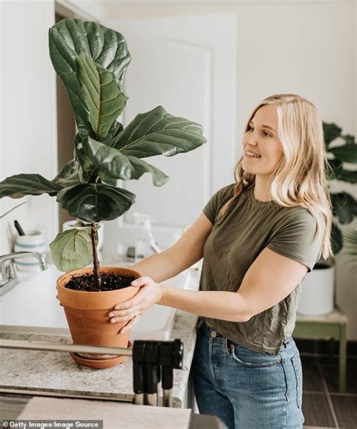 SHAKE houseplants helps stop sagging and encourages greenery to grow stronger