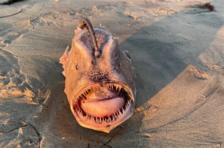 ‘The stuff of nightmares’: Terrifying fish washes up on San Diego beach
