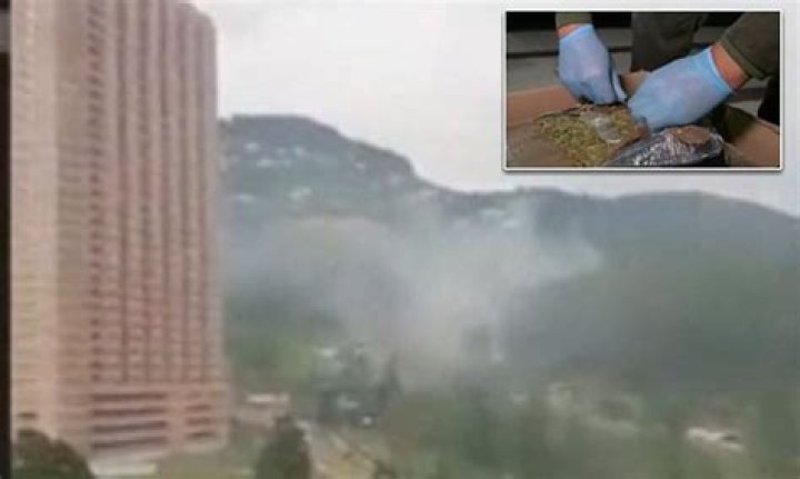 Town swamped by giant MARIJUANA cloud after Colombian police burn 1.5ton of seized drug on windy day