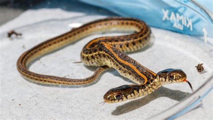 Two-Headed Snake Swallows Two Mice. Video Is Not For Faint-Hearted